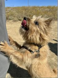 Lost Male Dog last seen Rifle Range Road, El Cerrito, Contra Costa County, CA 94708