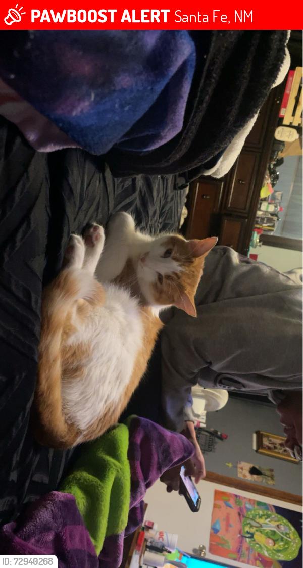 Lost Male Cat last seen Airport Rd, Santa Fe, NM 87507