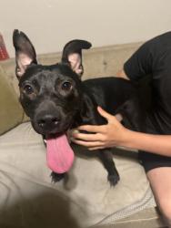 Found/Stray Female Dog last seen N/A., Wagoner County, OK 74014