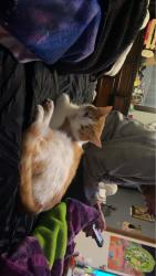 Lost Male Cat last seen Airport Rd, Santa Fe, NM 87507
