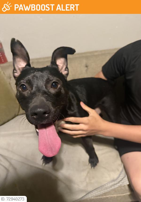 Found/Stray Female Dog last seen N/A., Wagoner County, OK 74014