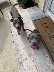 Reunited Female Dog last seen Lanewood circle and jupiter, Dallas, TX 75218