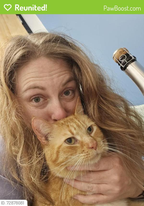 Reunited Male Cat last seen Township Rd and S. Tryon Street, Charlotte, NC 28273