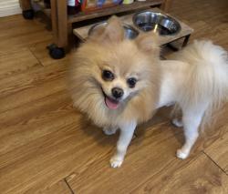 Lost Male Dog last seen Vanowen , Los Angeles, CA 91505