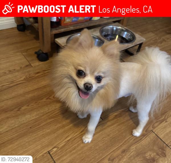 Lost Male Dog last seen Vanowen , Los Angeles, CA 91505