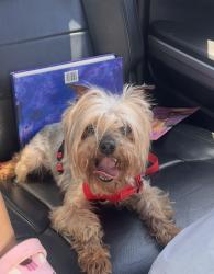 Found/Stray Female Dog last seen 1604/Marbach rd , Bexar County, TX 78245