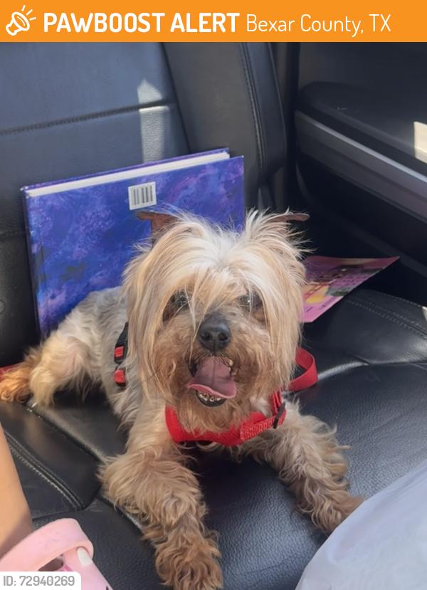 Found/Stray Female Dog last seen 1604/Marbach rd , Bexar County, TX 78245