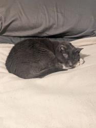Reunited Male Cat last seen Caldwell Dr and Sunnyside, Concord, NC 28025