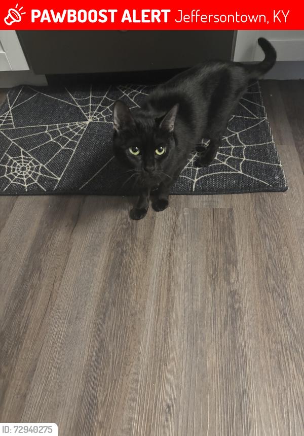 Lost Female Cat last seen The Harper apmt , Jeffersontown, KY 40299