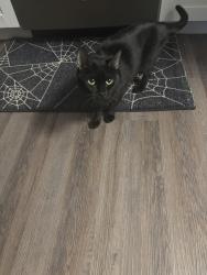 Lost Female Cat last seen The Harper apmt , Jeffersontown, KY 40299