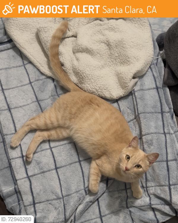 Found/Stray Female Cat last seen Near El Camino Real, Santa Clara, CA 95051