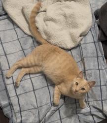 Found/Stray Female Cat last seen Near El Camino Real, Santa Clara, CA 95051