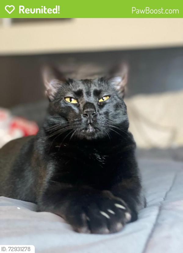 Reunited Male Cat last seen Capital expressway , San Jose, CA 95136