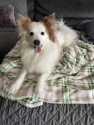 Reunited Male Dog last seen Colonbero RD, Rancho Cucamonga, CA 91739