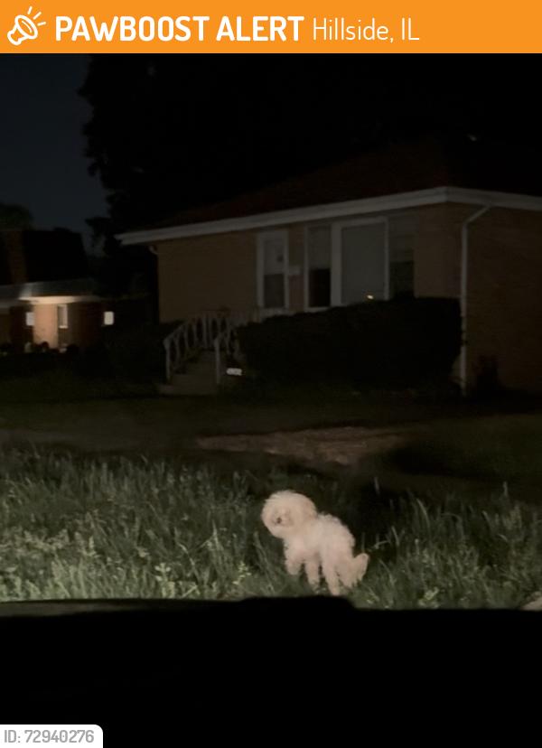 Found/Stray Unknown Dog last seen N Hillside Ave and Washington Street by Saint Domitilla Church Hillside Illinois, Hillside, IL 60162