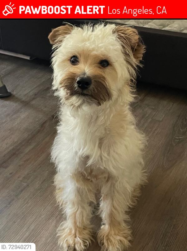 Lost Male Dog last seen Burlington/11st, Los Angeles, CA 90015