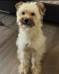 Lost Male Dog last seen Burlington/11st, Los Angeles, CA 90015