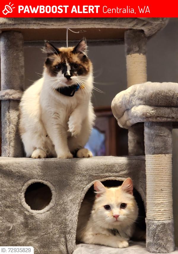 Lost Male Cat last seen Ham Hill, Centralia, WA 98531