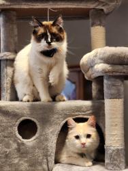 Lost Male Cat last seen Ham Hill, Centralia, WA 98531