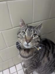 Lost Female Cat last seen Front gate at American Heritage Campground, Olympia, WA 98512