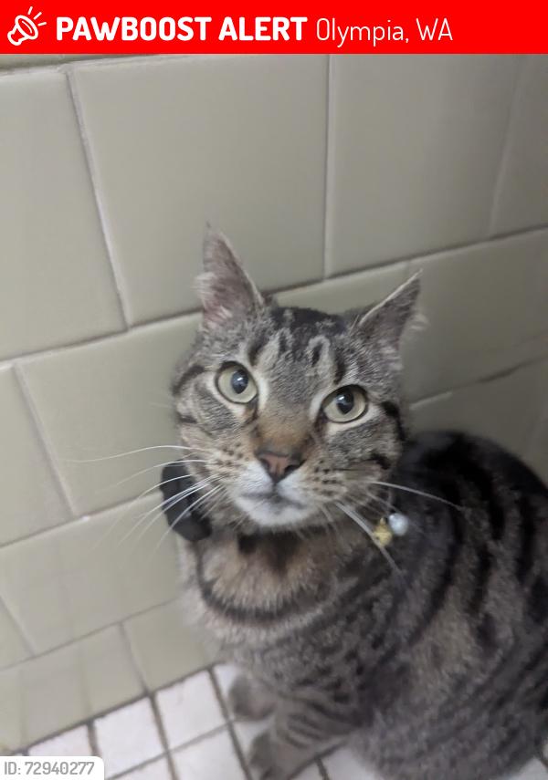 Lost Female Cat last seen Front gate at American Heritage Campground, Olympia, WA 98512