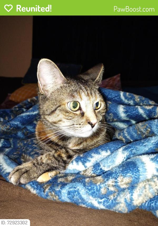 Reunited Female Cat last seen Gardenia and Goldenrod, Buena Park, CA 90620