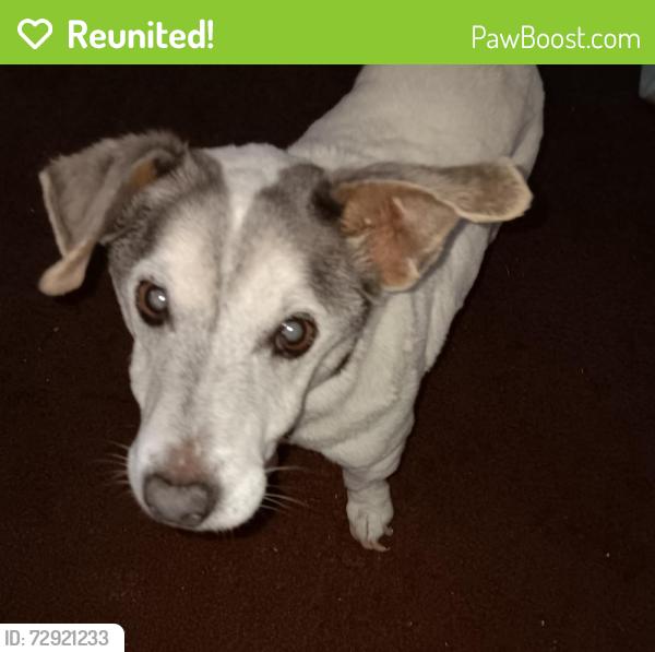 Reunited Male Dog last seen South Foster Ave. and Elizabeth St. in Lansing, Lansing, MI 48912