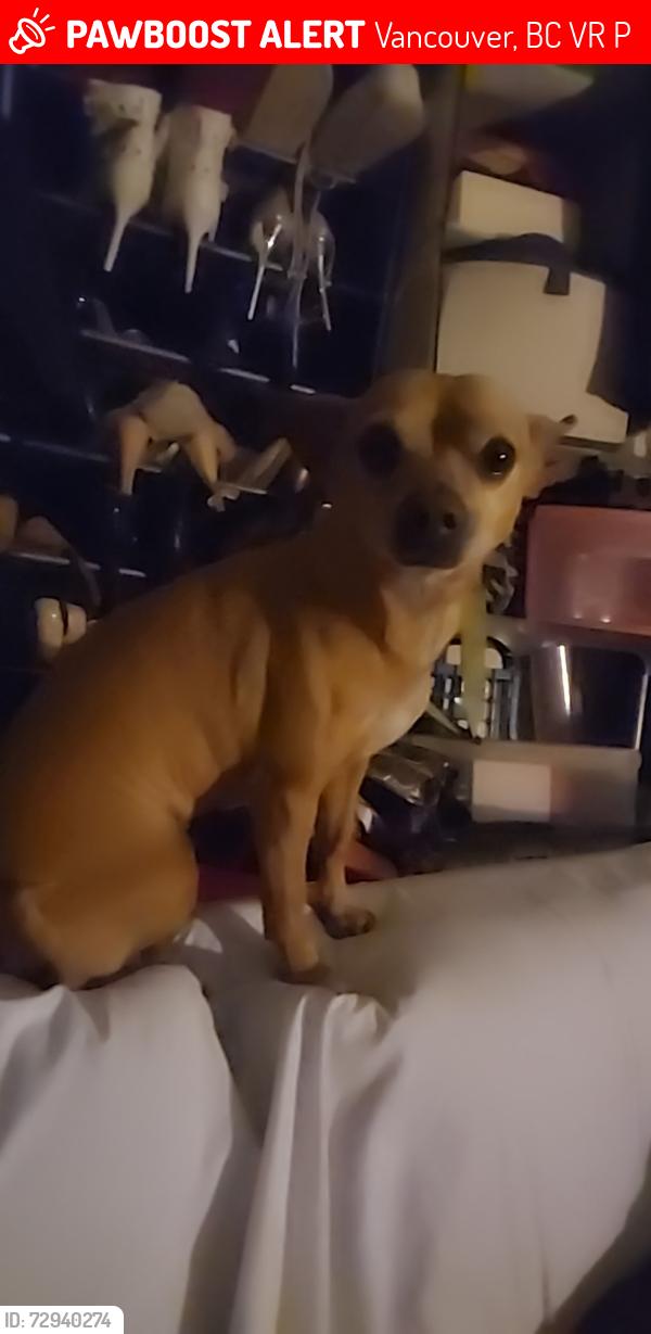 Lost Female Dog last seen 53rd and Lincoln Street, Vancouver, BC V5R 4P5