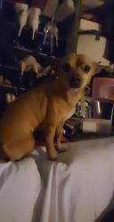 Lost Female Dog last seen 53rd and Lincoln Street, Vancouver, BC V5R 4P5
