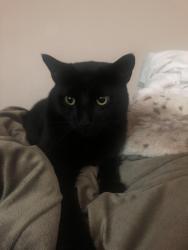 Lost Male Cat last seen Lipmann and Robbins St 92122, San Diego, CA 92122