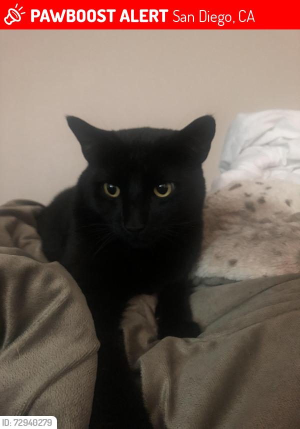 Lost Male Cat last seen Lipmann and Robbins St 92122, San Diego, CA 92122