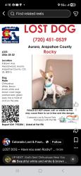 Lost Male Dog last seen White hse , Aurora, CO 80013