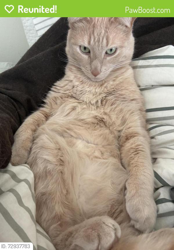 Reunited Male Cat last seen North Champlain st, Burlington, VT 05401