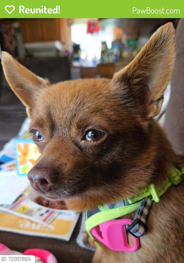 Reunited Male Dog last seen Van Curen and Howlett, Eagle Creek, OR 97022