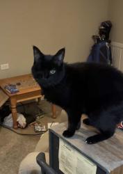 Lost Male Cat last seen 38th Ave and Boardman St, Minneapolis, MN 55417