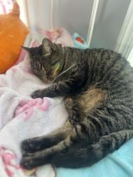 Lost Male Cat last seen Near block of Guilford avw, Baltimore, MD 21218
