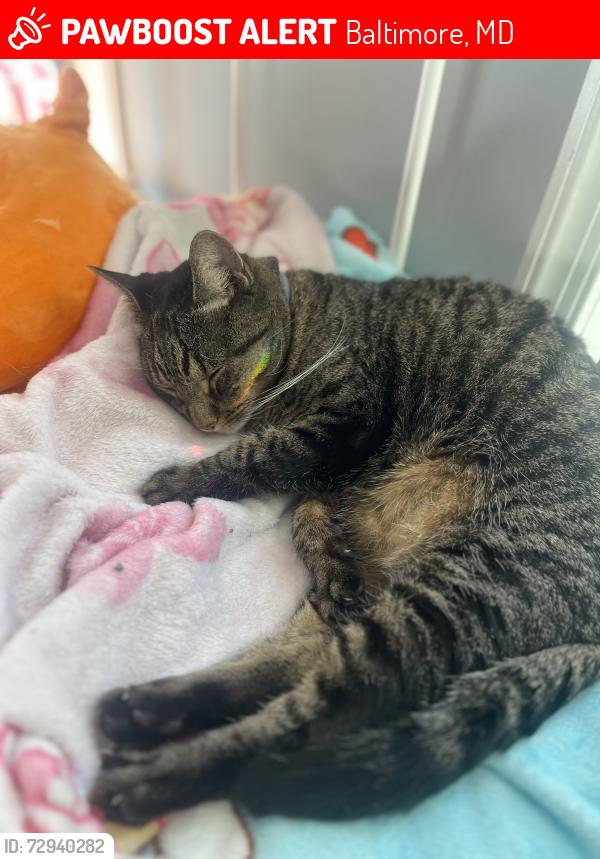 Lost Male Cat last seen Near block of Guilford avw, Baltimore, MD 21218