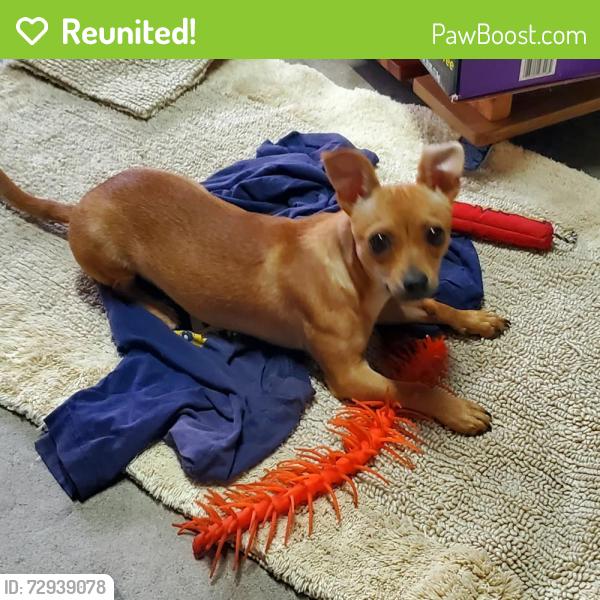 Reunited Female Dog last seen Near Alameda Ave Manteca, Manteca, CA 95336