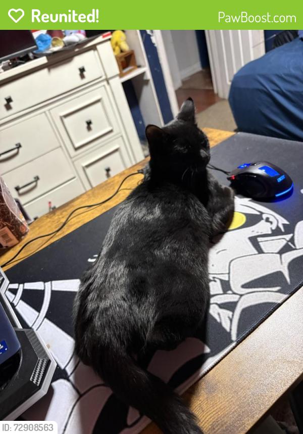 Reunited Female Cat last seen Newtown rd & Kempsville rd, Norfolk, VA 23502