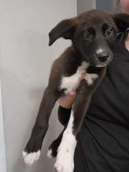 Found/Stray Female Dog last seen By the sonic, Red Bank, TN 37415