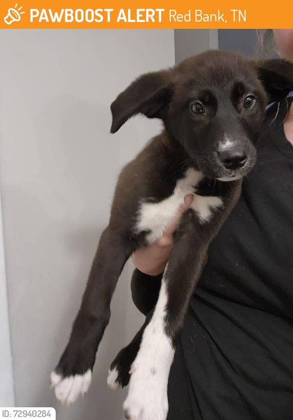 Found/Stray Female Dog last seen By the sonic, Red Bank, TN 37415