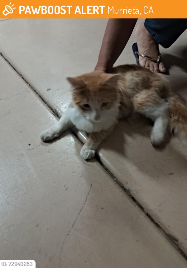 Found/Stray Male Cat last seen Michael Ct, Wildomar, Murrieta, CA 92562