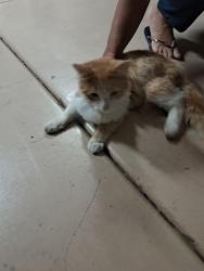 Found/Stray Male Cat last seen Michael Ct, Wildomar, Murrieta, CA 92562