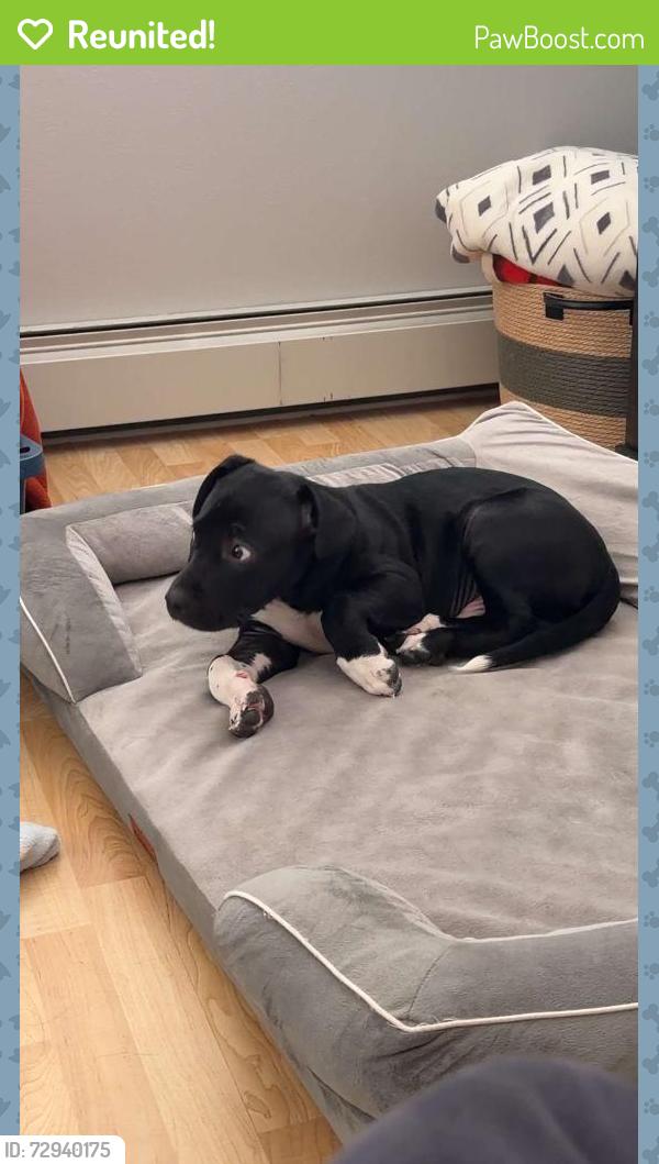 Reunited Male Dog last seen Corner of Fischer avenue and Austin street , Anchorage, AK 99518