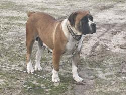Lost Female Dog last seen Near Hazelton St Maricopa, CA  93252 United States, Maricopa, CA 93252