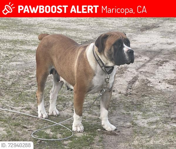 Lost Female Dog last seen Near Hazelton St Maricopa, CA  93252 United States, Maricopa, CA 93252