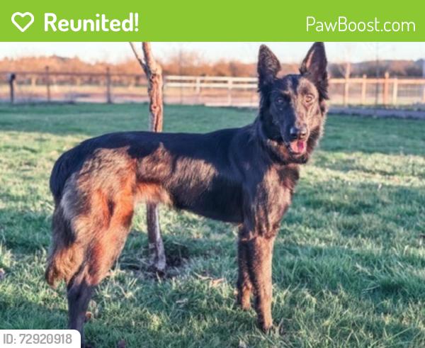 Reunited Female Dog last seen Steve’s and Channing , San Antonio, TX 78210
