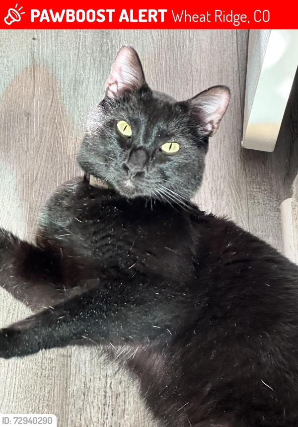 Lost Male Cat last seen 44th and Parfet, Wheat Ridge, CO 80033