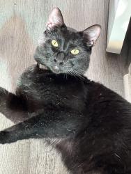 Lost Male Cat last seen 44th and Parfet, Wheat Ridge, CO 80033