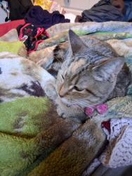 Lost Female Cat last seen Near fair ave, Muskegon, MI 49441